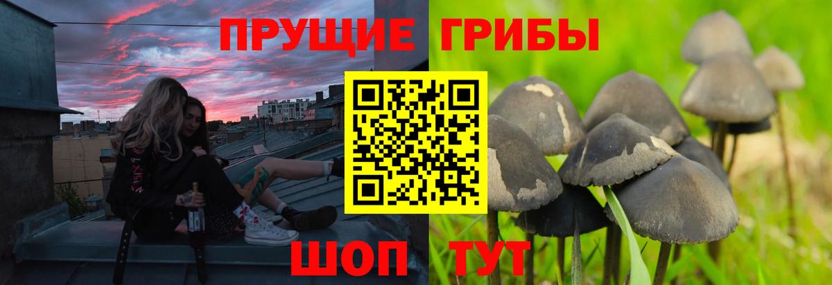 Алапаевск  Псилоцибиновые грибы прущие грибы  Вход с VPN 